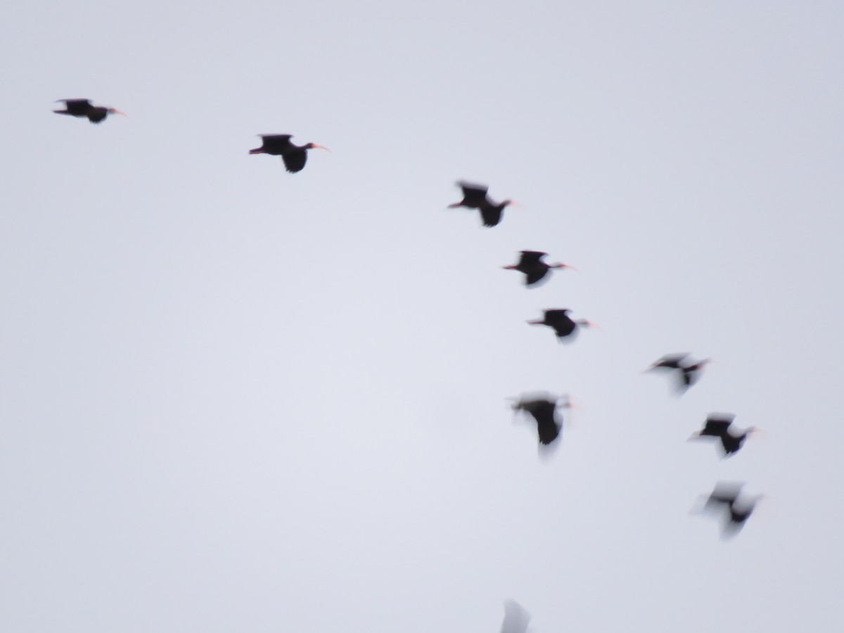ibis sp. - Paul Stufkens