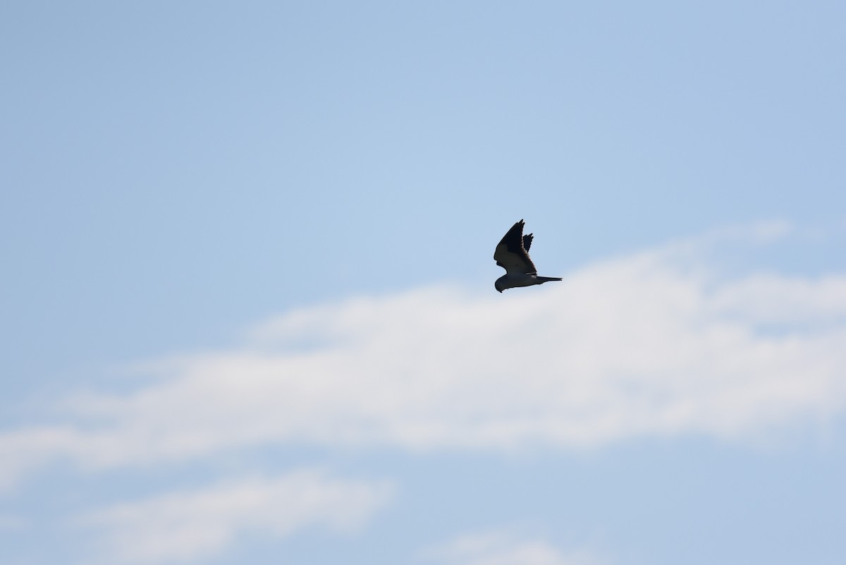 Black-winged Kite - ML46402971