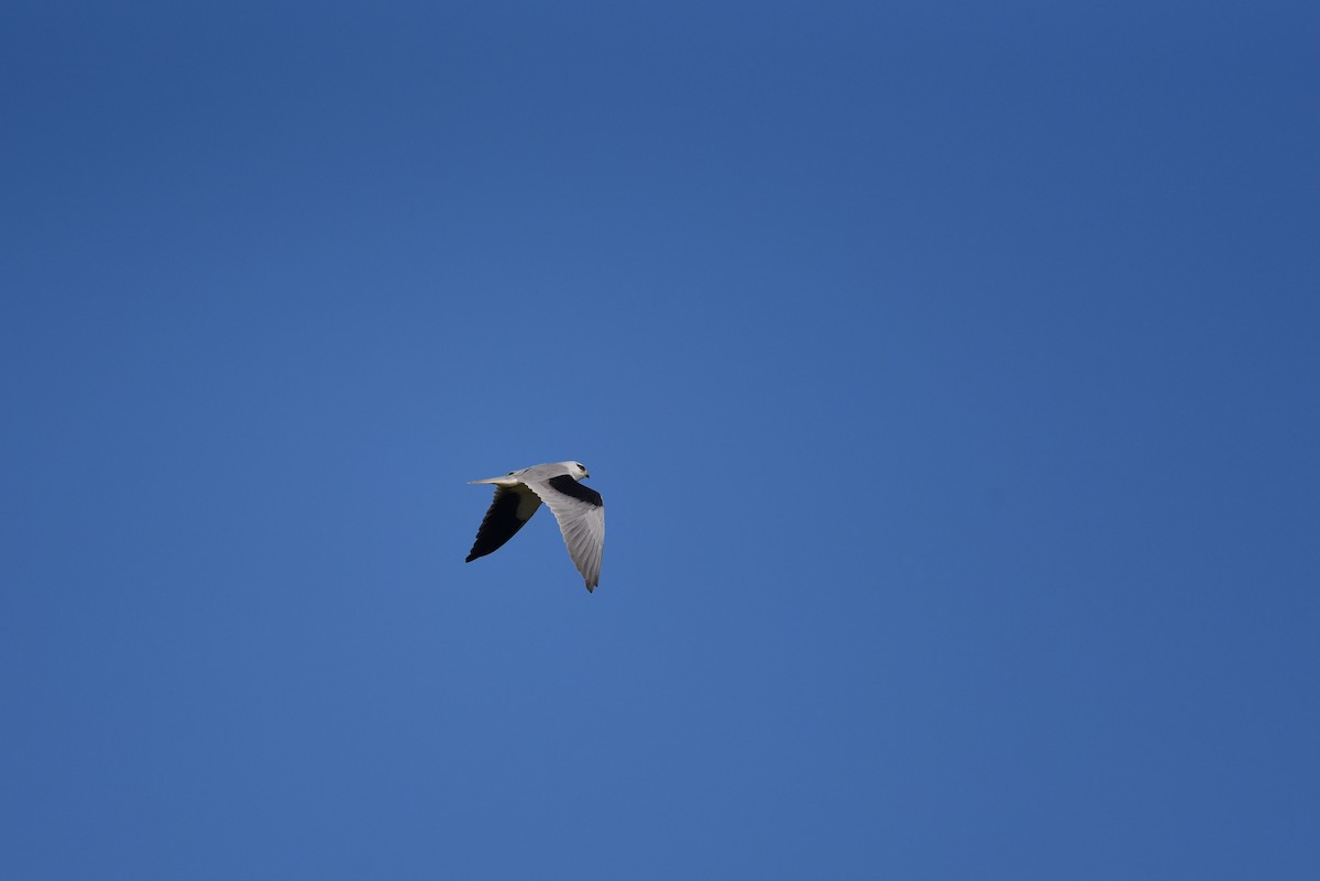 Black-winged Kite - Tatsutomo Chin