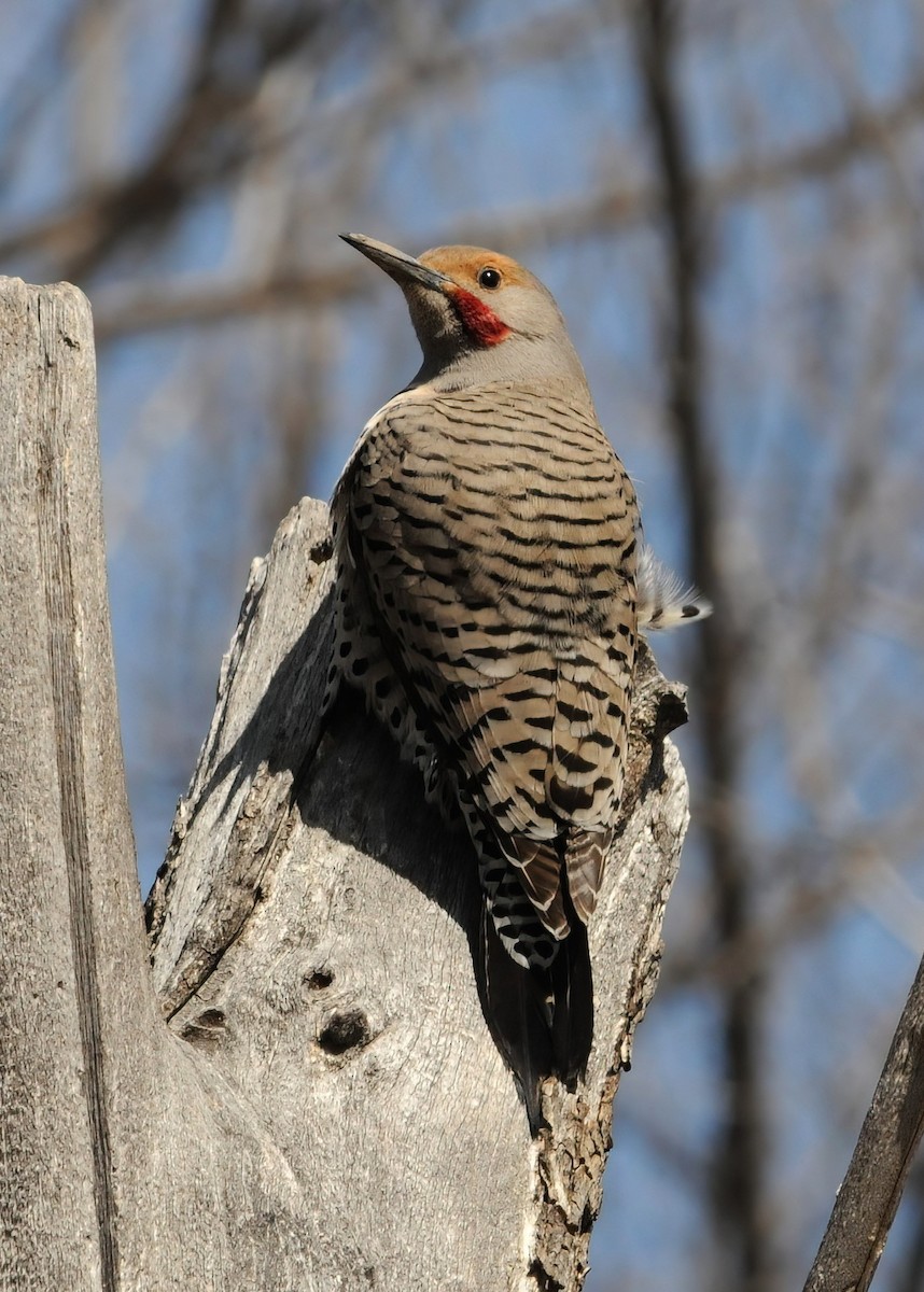 Northern Flicker (Red-shafted) - Sue Riffe