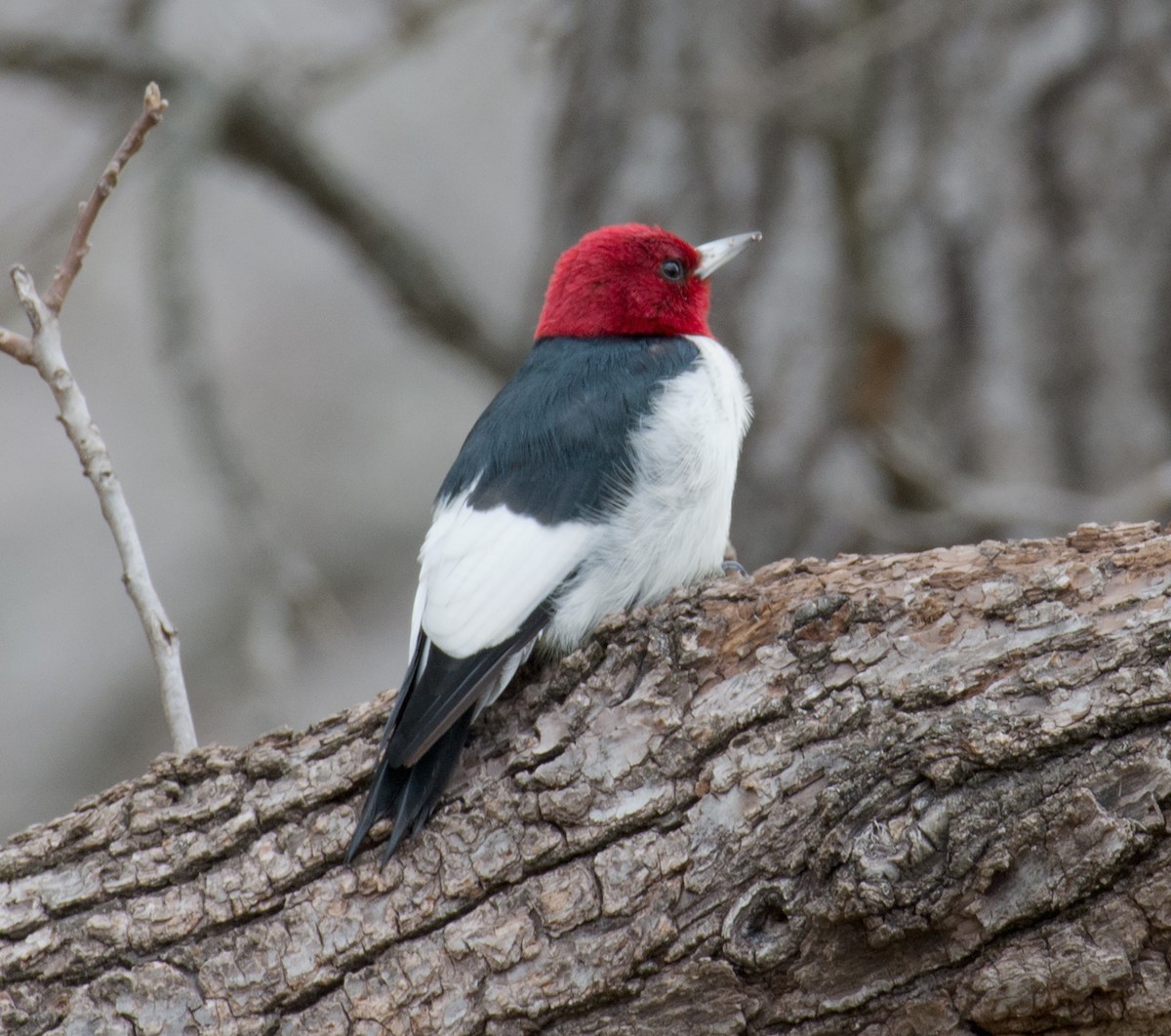 Red-headed Woodpecker - Jack and Shirley Foreman
