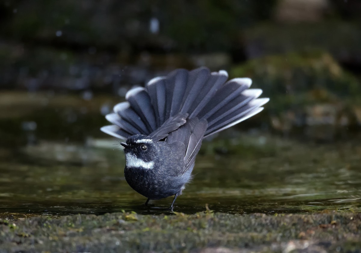 White-throated Fantail - ML46404491