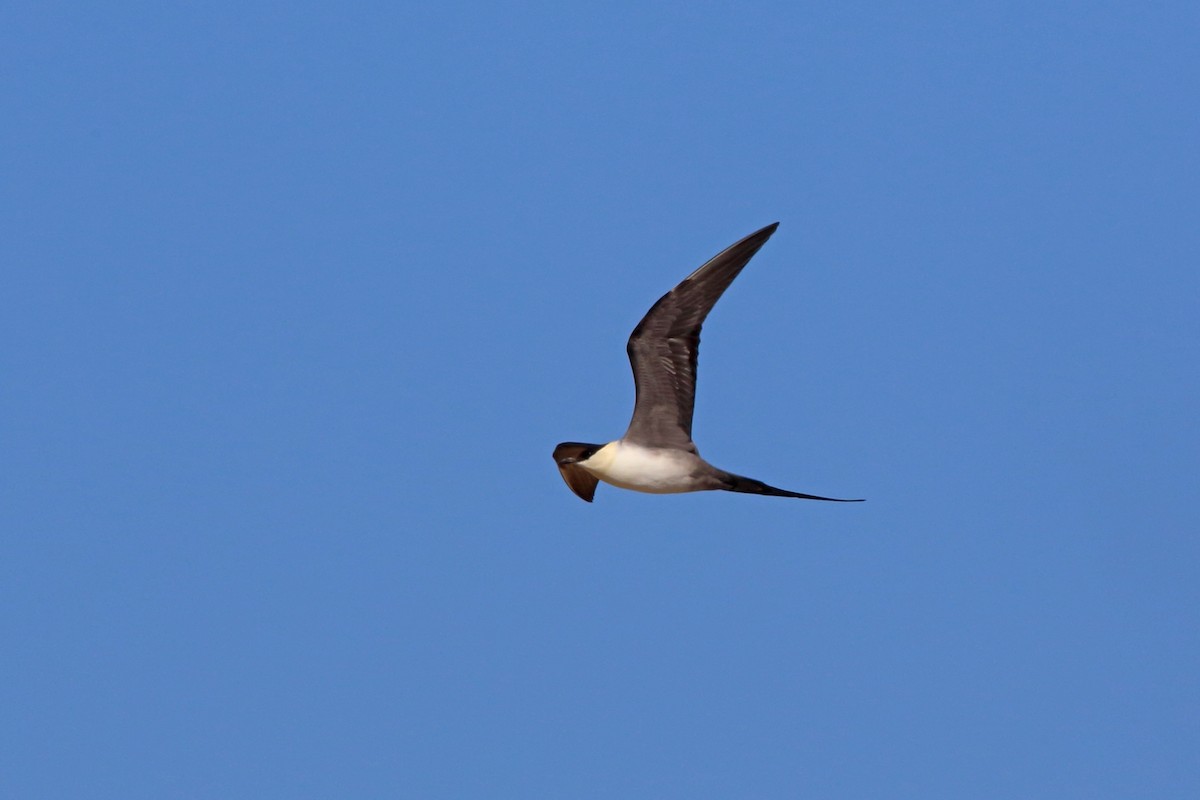 Long-tailed Jaeger - ML46404571
