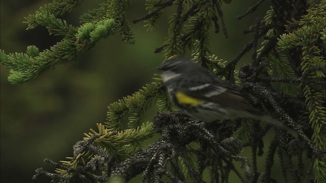Yellow-rumped Warbler (Myrtle) - ML464046