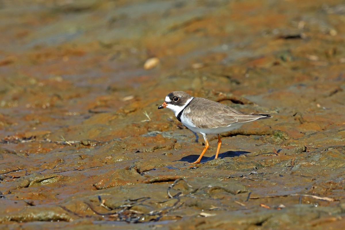 Semipalmated Plover - ML46404601