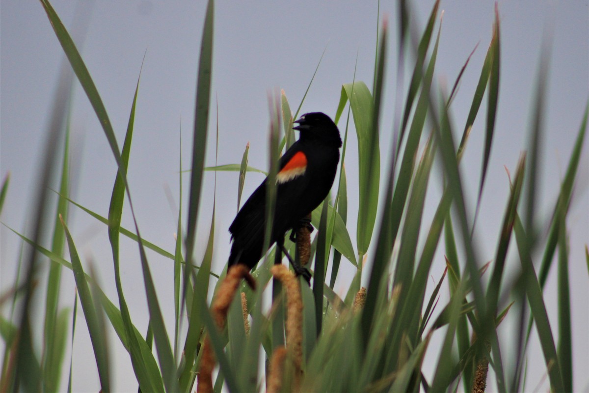 Red-winged Blackbird - David & Marnie Kuhns