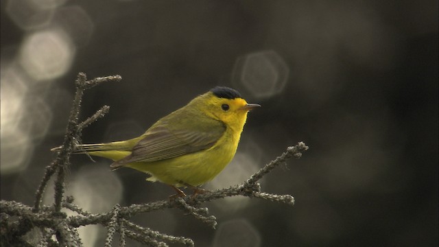  - Wilson's Warbler