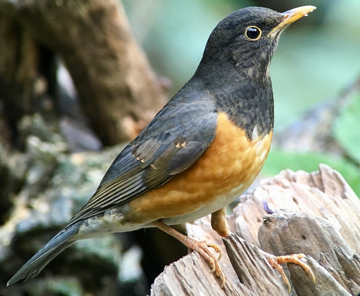 Black-breasted Thrush - ML46405341