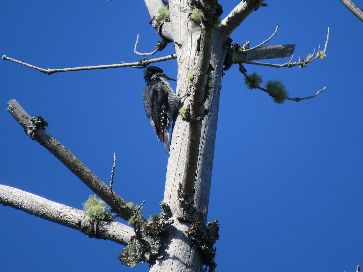 Black-backed Woodpecker - ML464056101