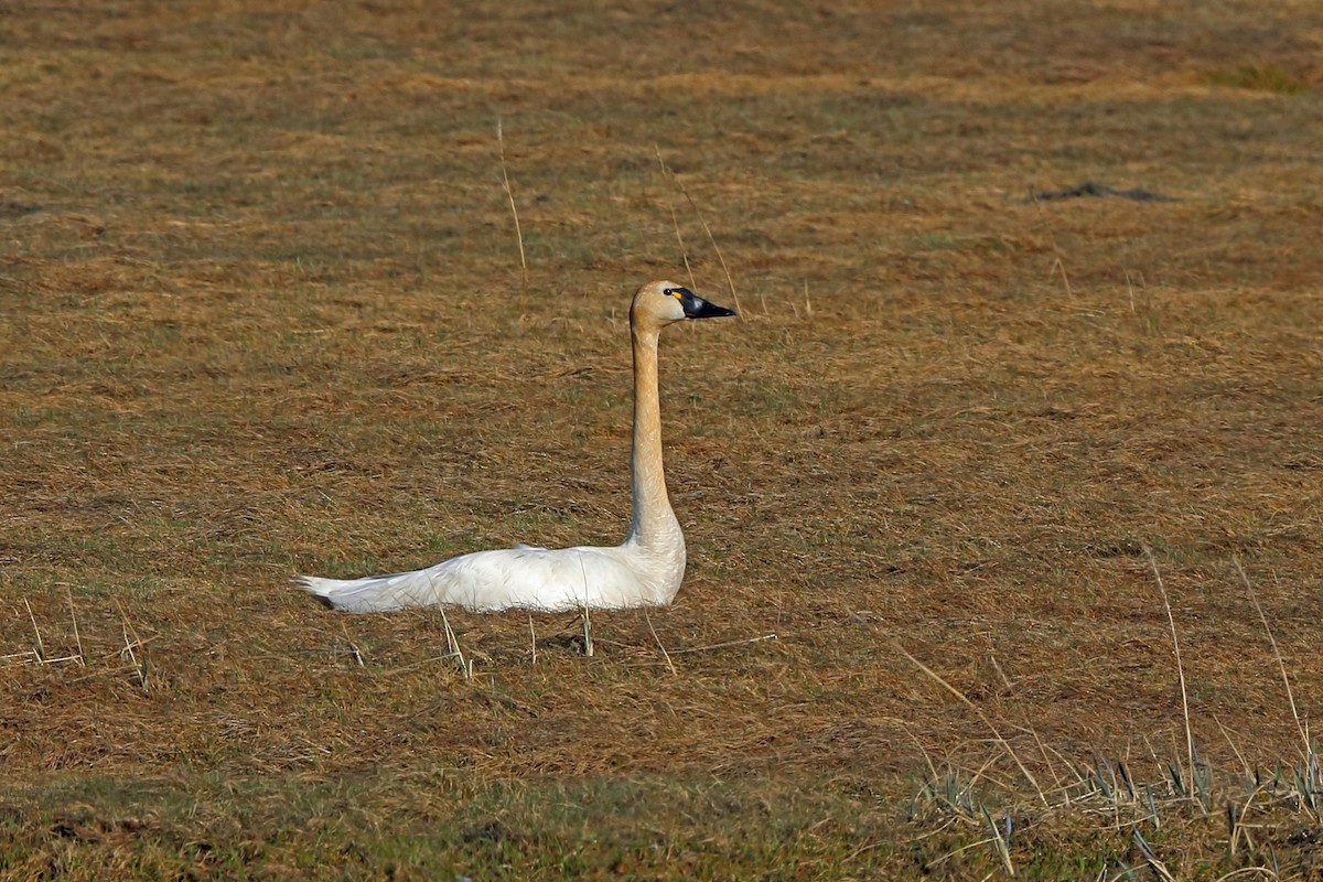 Tundra Swan (Whistling) - ML46405921