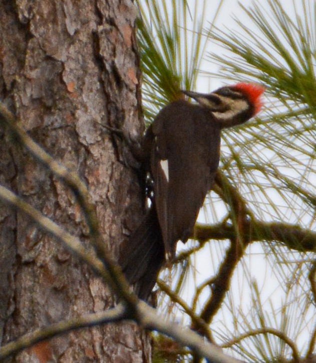 Pileated Woodpecker - ML464059471