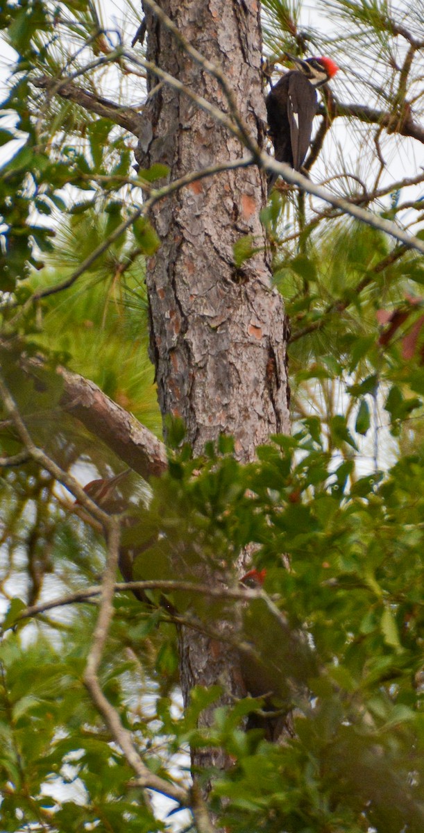 Pileated Woodpecker - ML464060721