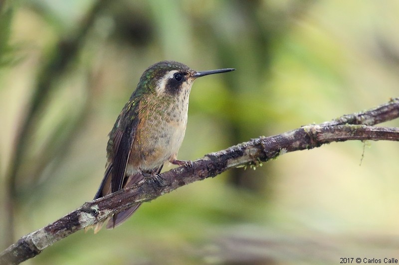 Speckled Hummingbird - Carlos Calle Quispe