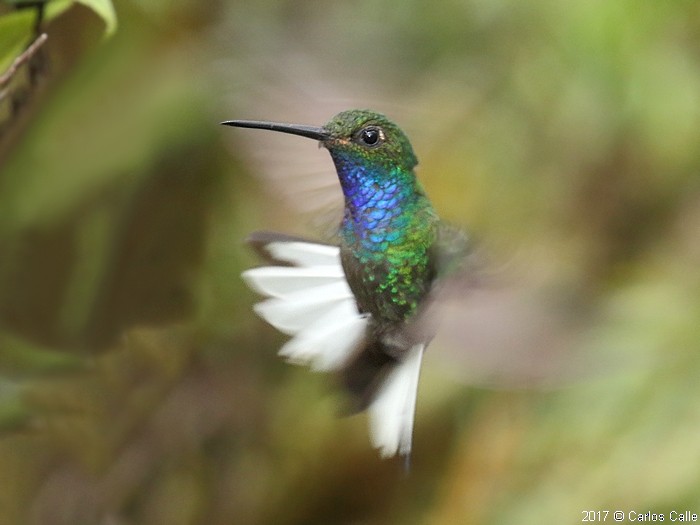 kolibřík zelenohřbetý - ML46406251