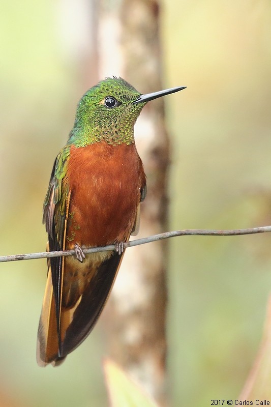 Chestnut-breasted Coronet - Carlos Calle Quispe