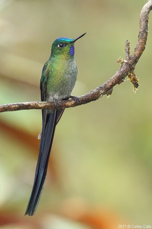 Long-tailed Sylph - ML46406311