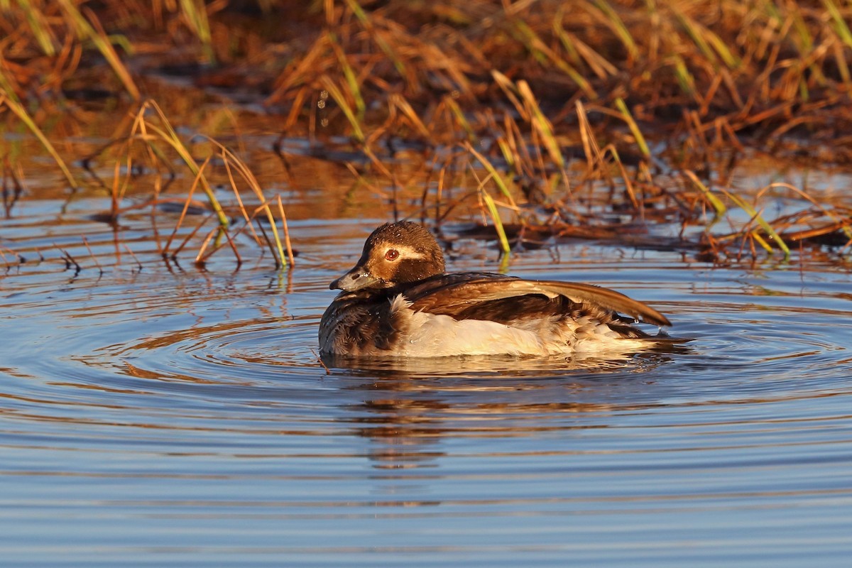 Long-tailed Duck - ML46406381