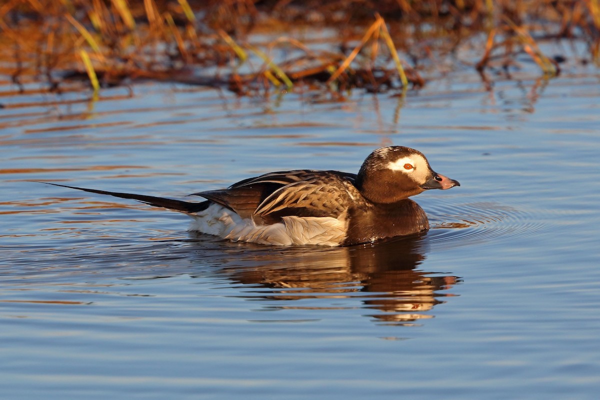 Long-tailed Duck - Nigel Voaden