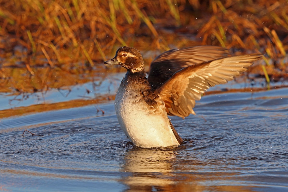 Long-tailed Duck - ML46406401