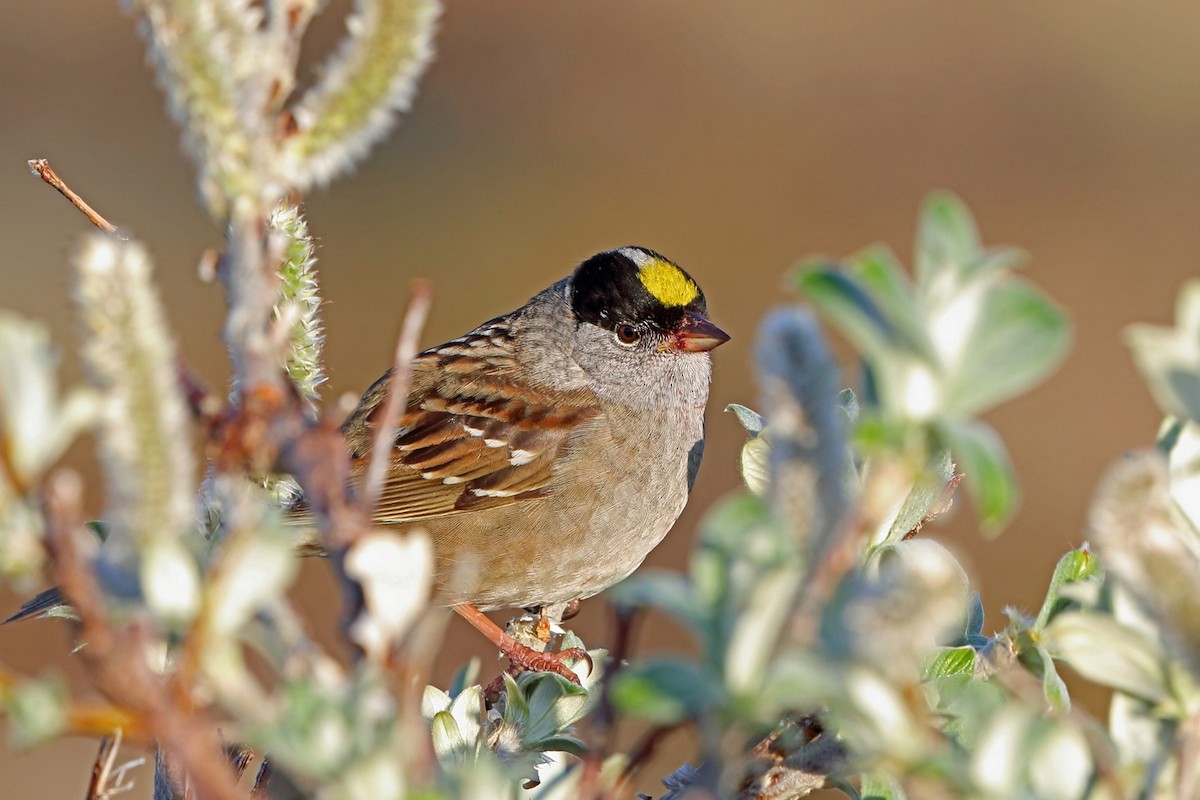 Golden-crowned Sparrow - Nigel Voaden
