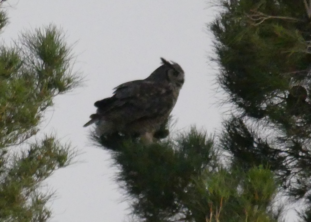 Great Horned Owl - ML464067151