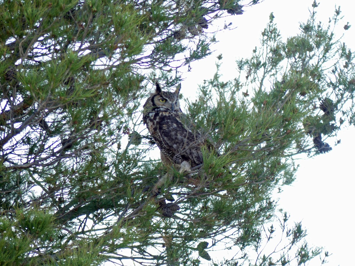 Great Horned Owl - ML464067171