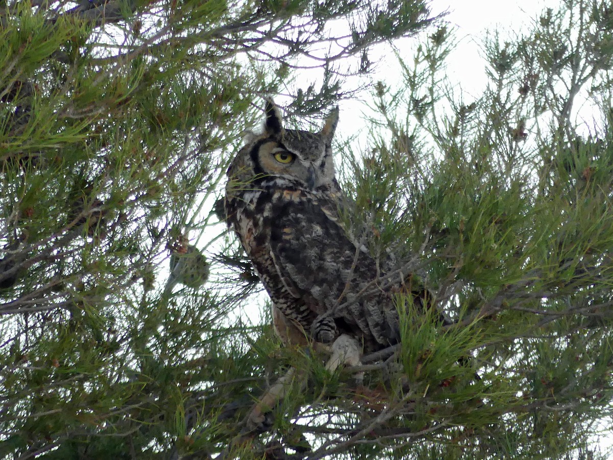 Great Horned Owl - ML464067181