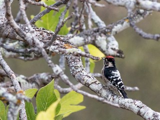 雄鳥 - Pedro Nicolau - ML46407191