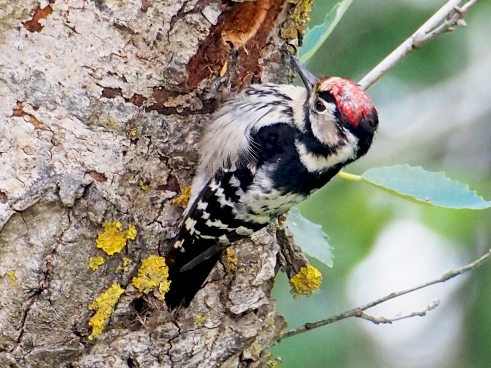 Lesser Spotted Woodpecker - Alejandro H. Rodriguez