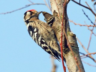 雄鳥 - Patrick J. Blake - ML46407221