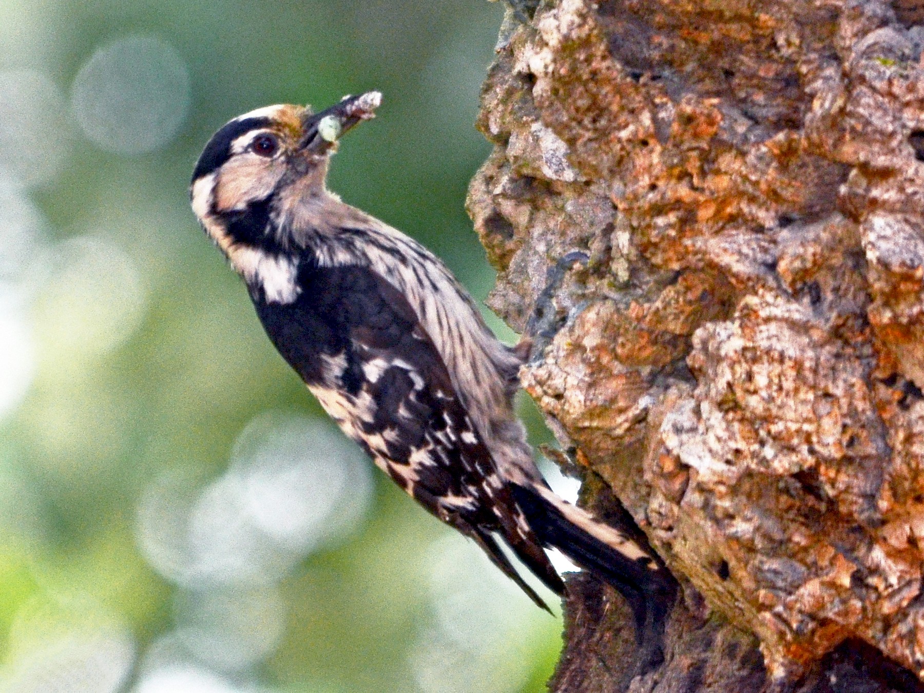 Lesser Spotted Woodpecker - José Frade