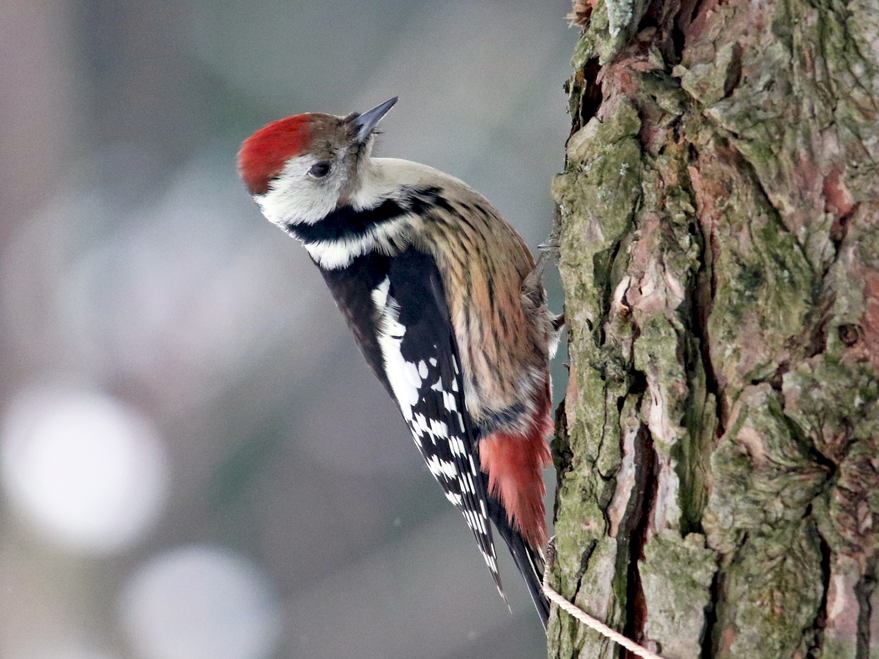 Middle Spotted Woodpecker - Tatyana Korzhitskaya