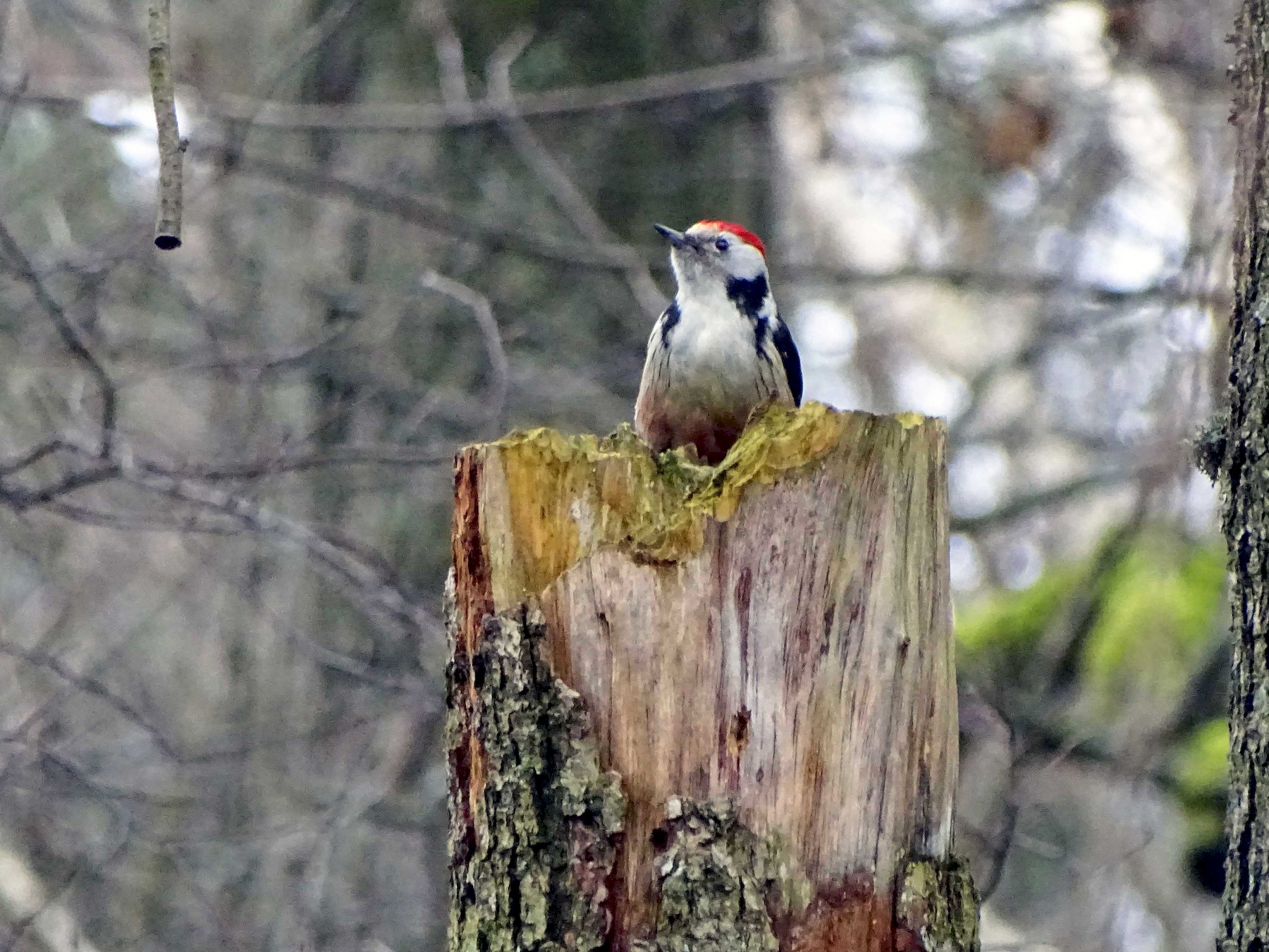 Middle Spotted Woodpecker - Ray Scally