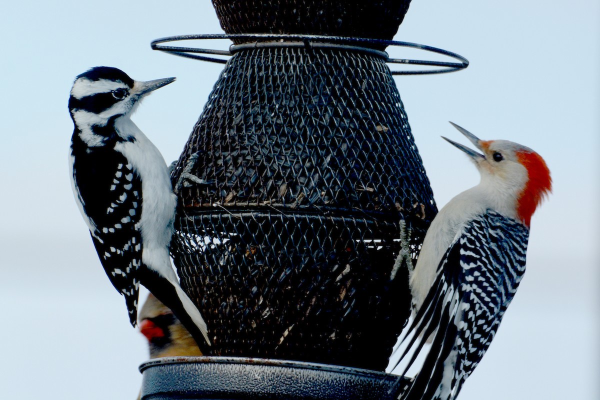 Hairy Woodpecker (Eastern) - Jack and Shirley Foreman