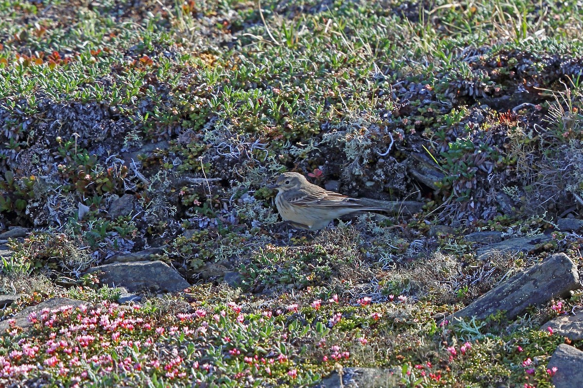 American Pipit (rubescens Group) - ML46407931
