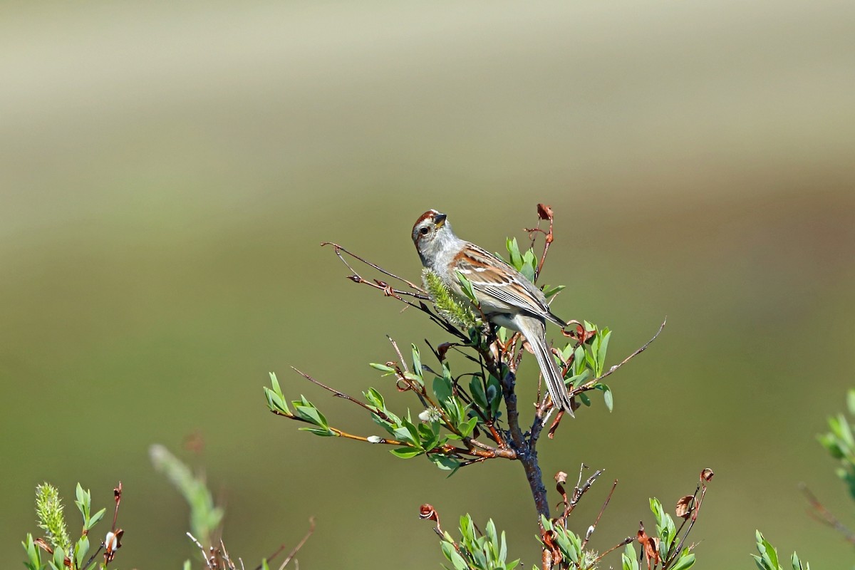 American Tree Sparrow - ML46407981
