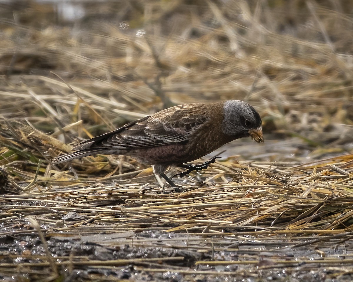 Gray-crowned Rosy-Finch - Jessica Hadley