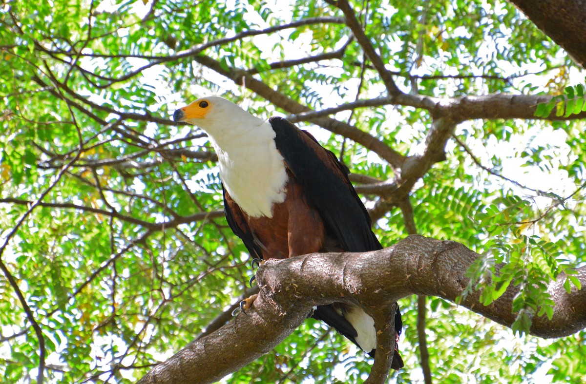 African Fish-Eagle - ML46408141