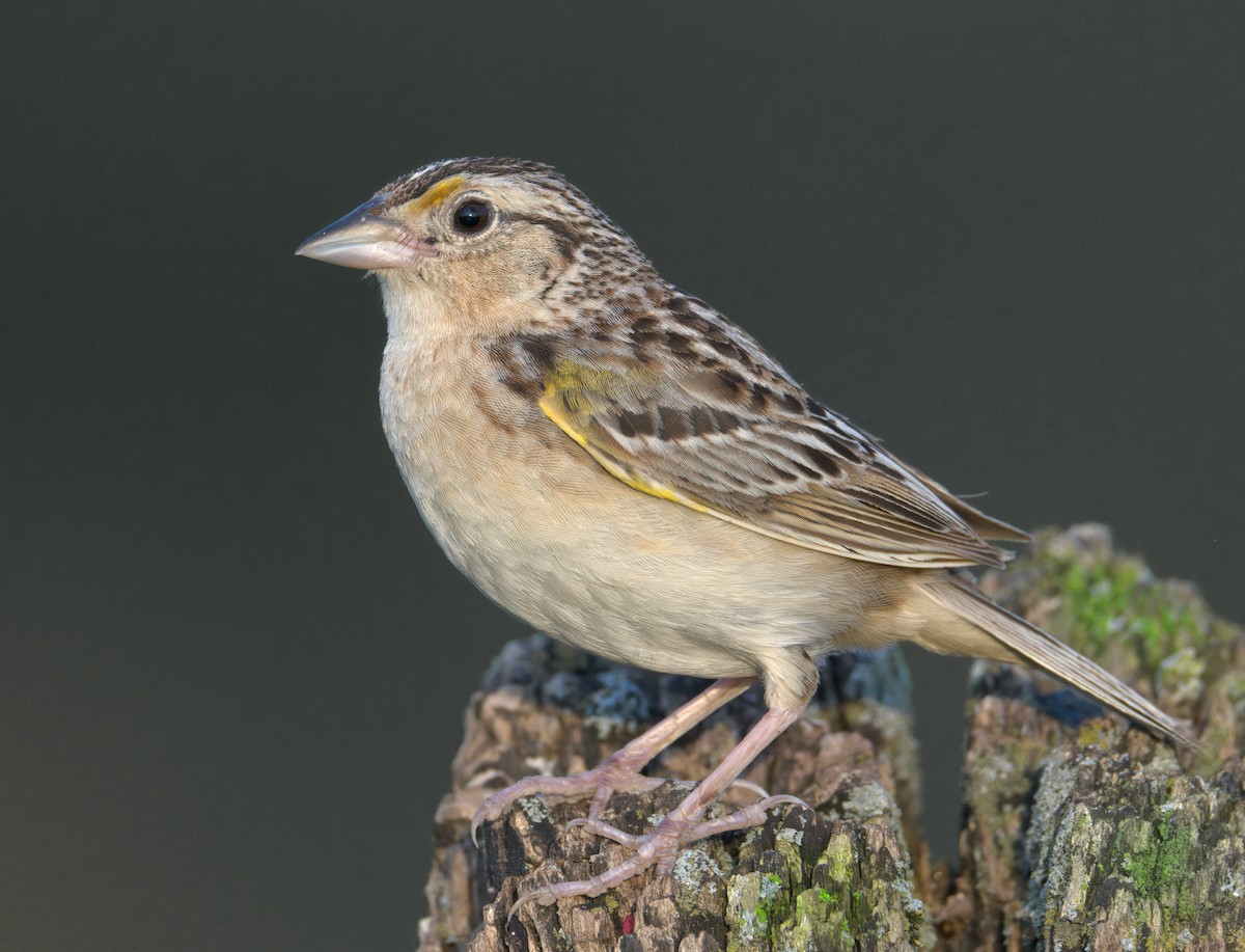 Grasshopper Sparrow - ML464083511