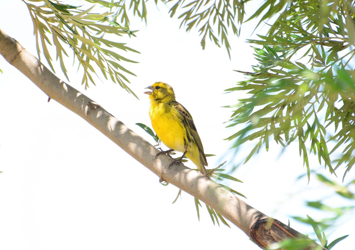 White-bellied Canary - ML46408361