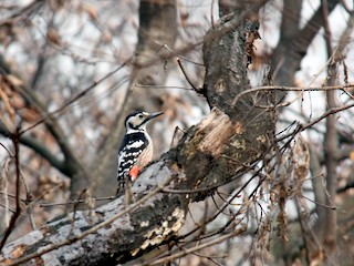  - White-backed Woodpecker