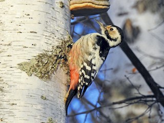  - White-backed Woodpecker