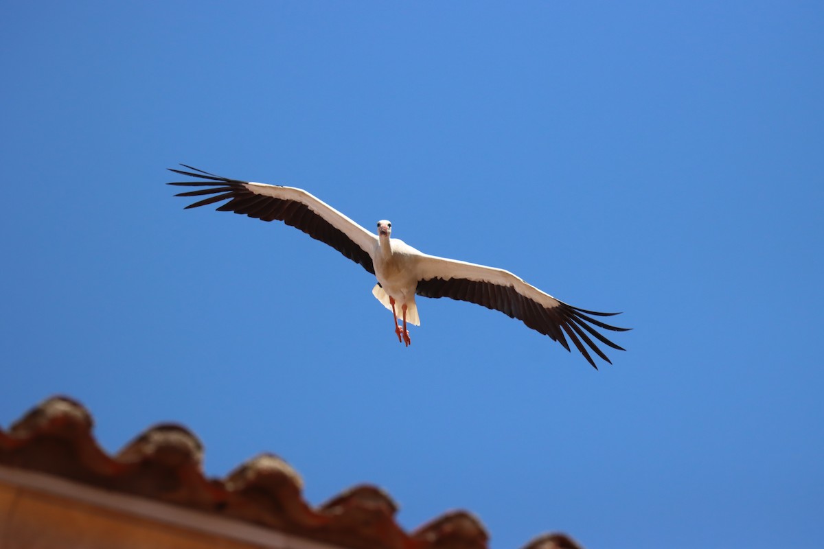 White Stork - Jon Sneddon