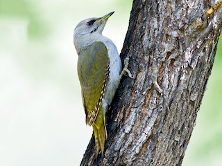 Hun (Gray-headed) - Craig Brelsford - ML46408701