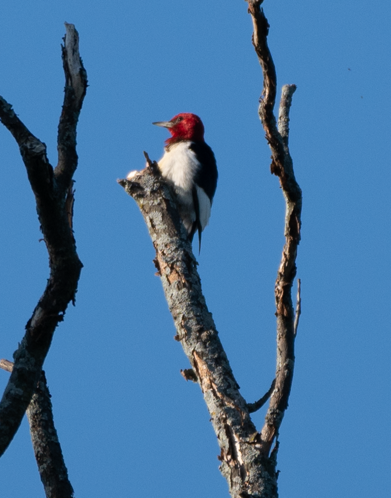 Red-headed Woodpecker - ML464088301