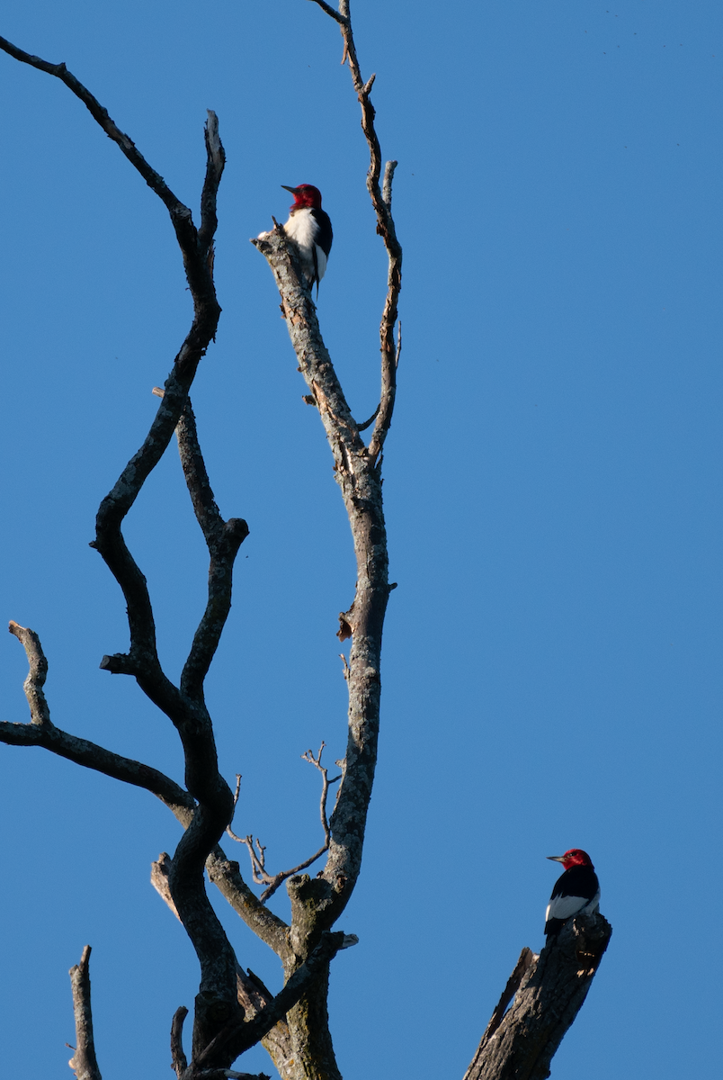 Red-headed Woodpecker - ML464088341