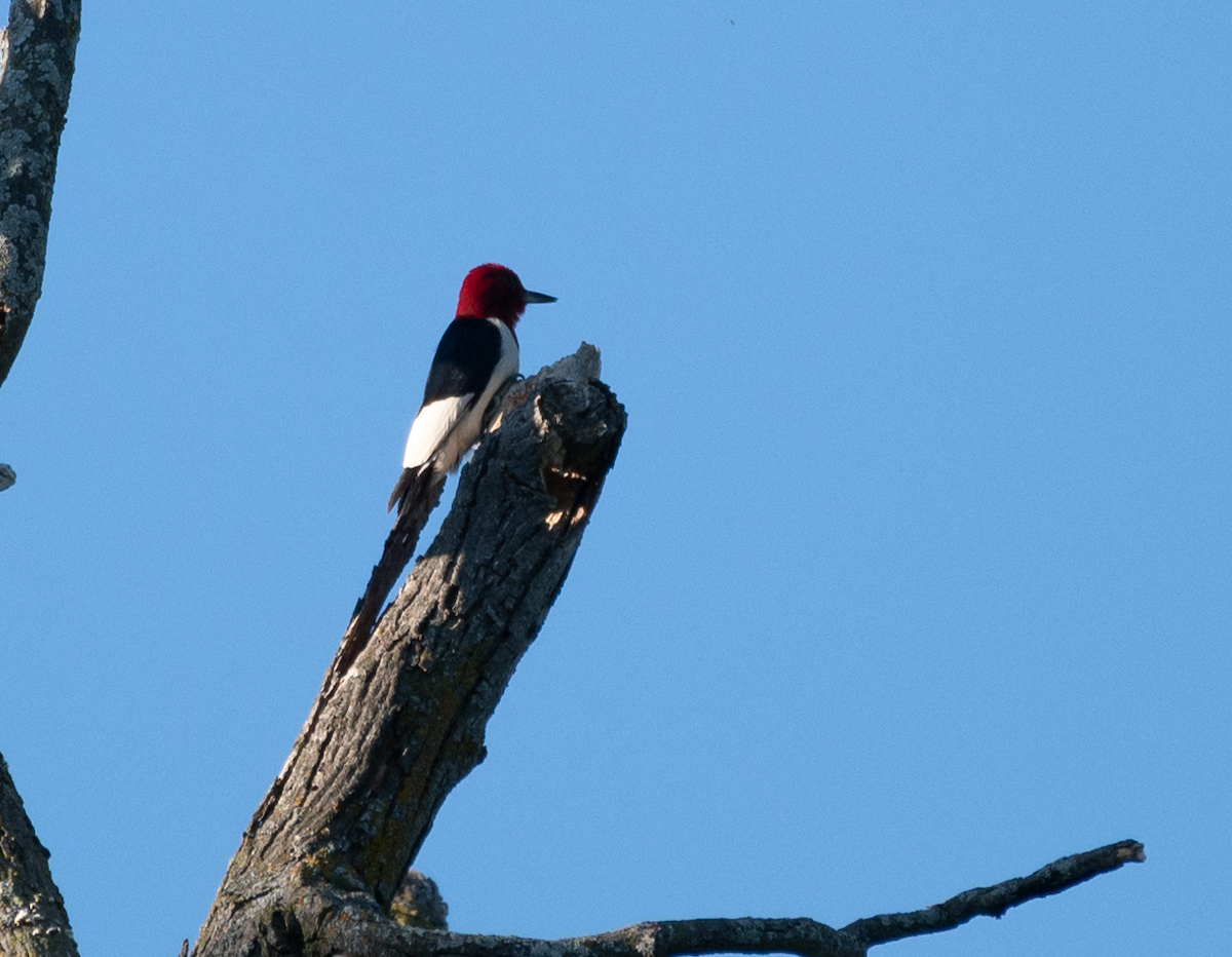 Red-headed Woodpecker - ML464088641