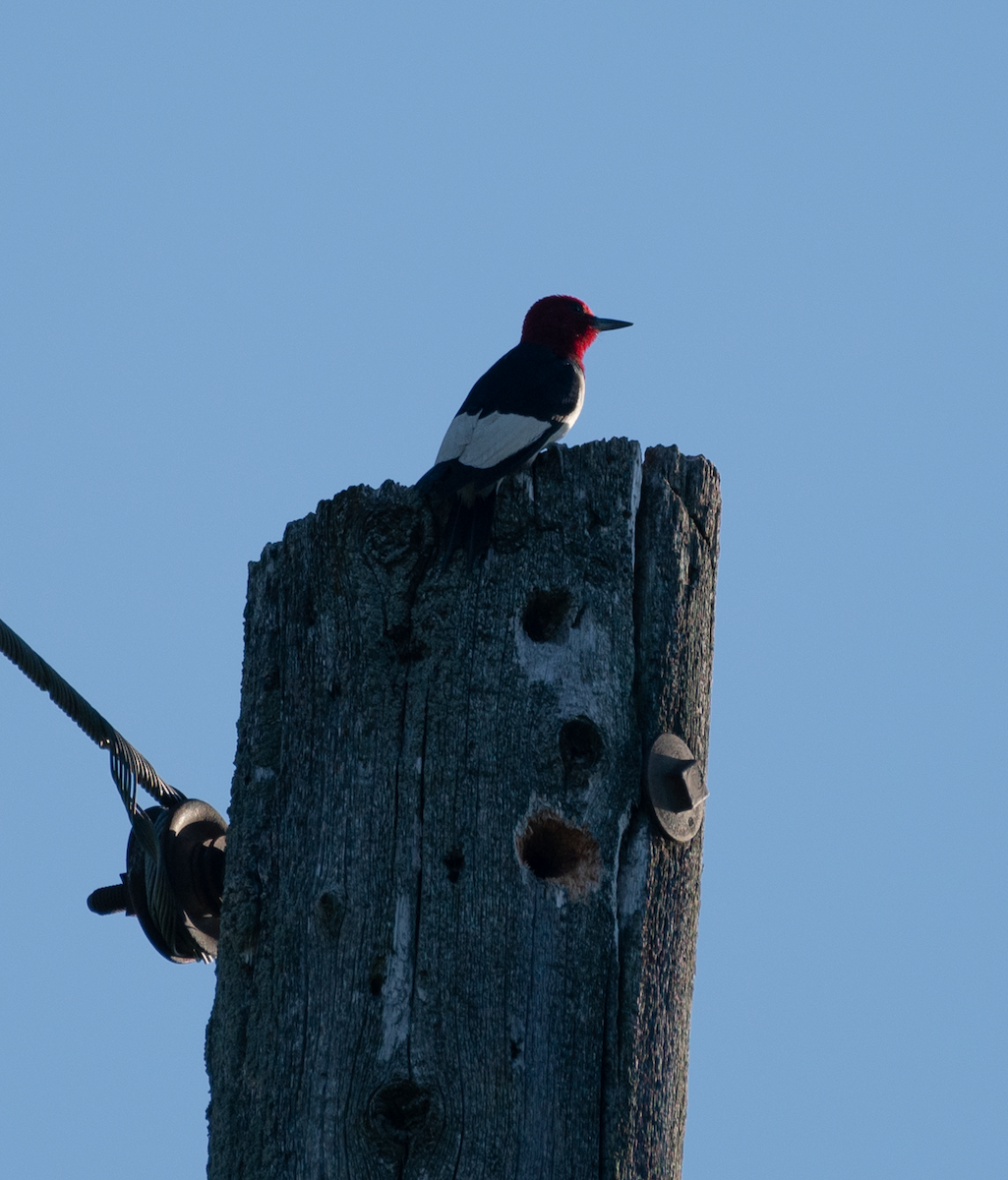 Red-headed Woodpecker - ML464088781