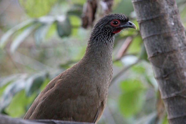 West Mexican Chachalaca - ML46409151
