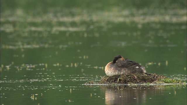 Red-necked Grebe - ML464092